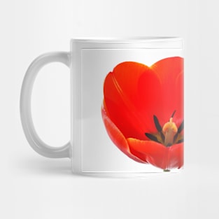 Tulipa  'Ad Rem'  Tulip Mug